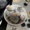 生まれた子ハム