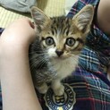 【緊急】子猫の里親になってください