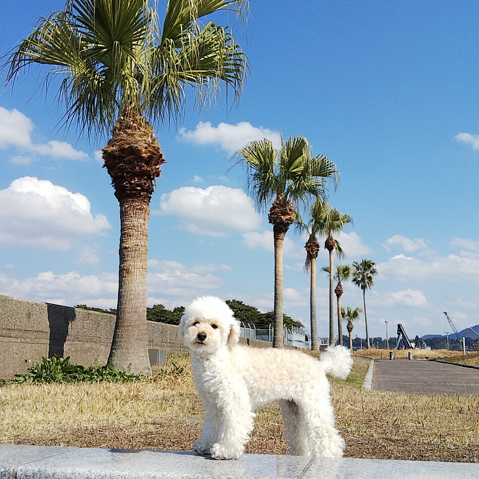 まるのカバー写真