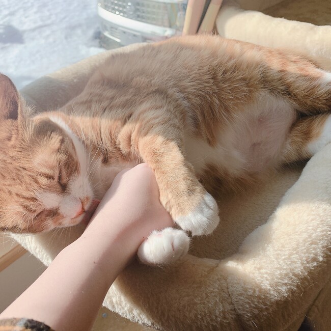 みかん145のカバー写真