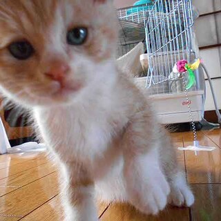 募集一時停止中可愛い茶白