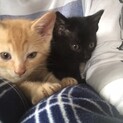 仲良し子猫2匹、黒の女の子と茶トラの男の子
