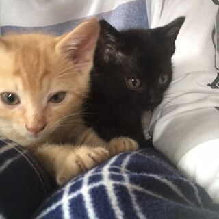 仲良し子猫2匹、黒の女の子と茶トラの男の子