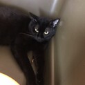 真っ黒で大きな雄のブルーちゃん