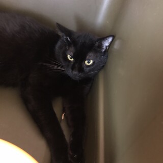 真っ黒で大きな雄のブルーちゃん