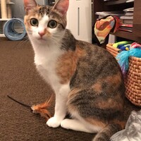 あずき