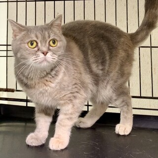 のんびりミルクちゃんスコ♀★代理投稿★避妊手術済★