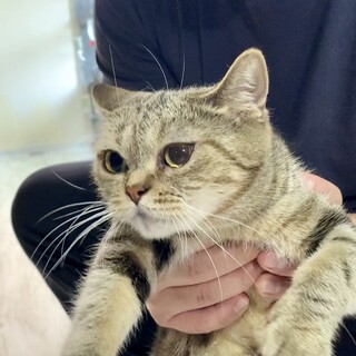 甘々マロンちゃんアメショ♀★代理投稿★