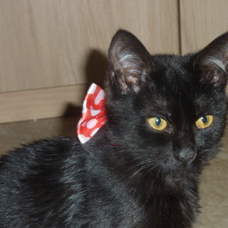 黒猫の女の子　 エバちゃん