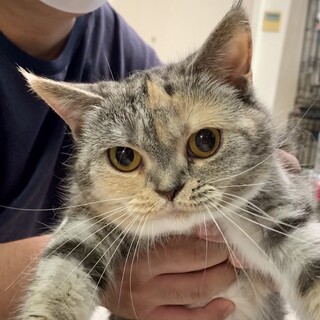 寂しがりリンゴちゃんスコ♀★代理投稿★