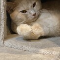 新しいパパママ募集します