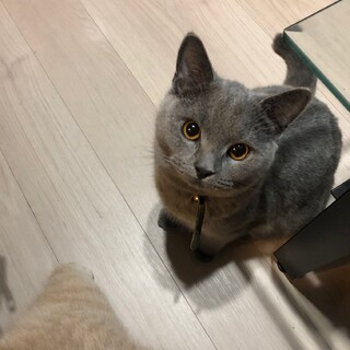 新しいパパママ募集