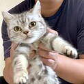 美猫サヤコちゃんアメショ♀★代理投稿★