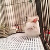 アンゴラウサギ の男の子 サムネイル2