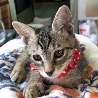 2ヶ月こキジトラの女の子レッドちゃん