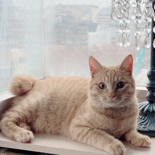 大人気★キジトラ★イケメン男の子生後8ヶ月