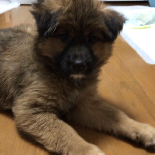 兄弟ちゃーくん 募集一旦中止にします。