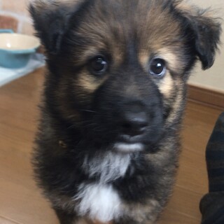   ムーくん   募集一旦中止します。