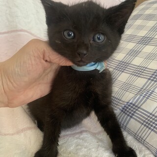 ゴロスリの人懐こい可愛い黒猫としぞう君