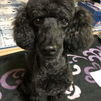 蓮