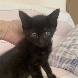 可愛い黒猫いさみちゃん ２か月齢