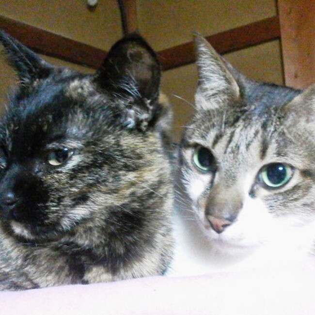 一石ナオミのカバー写真