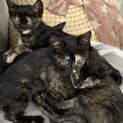 04月13日生まれ仔猫4きょうだい。(一時停止