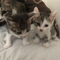 最後1ヶ月の可愛い子猫ちゃん✨