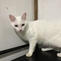 真白な美猫、ユキちゃん