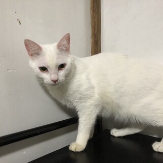 真白な美猫、ユキちゃん