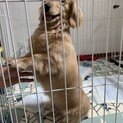 ミニチュアダックス　血統書付き　募集停止中