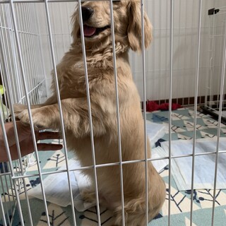 ミニチュアダックス　血統書付き　募集停止中