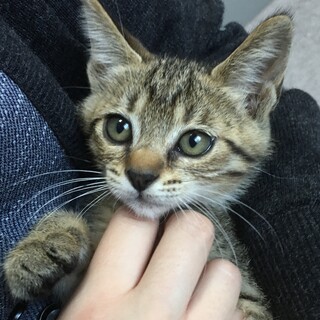 里親決定。キジ猫ふじこちゃん3ヶ月
