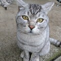 もう一度家猫になりたい！人馴れしてる置き去り3兄弟