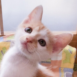 茶白男子⭐️キャラメル