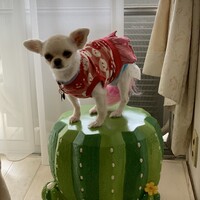 優愛（ゆめ）