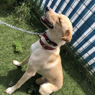 少し怖がりの優しいアトリ❤️