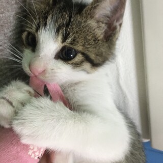 里親決定。白キジのルパン君3ヶ月