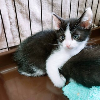家族が出来ました♡鼻ピンクハチワレ♂
