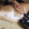 4月産まれ生後2ヶ月のキジ猫 ♂オス