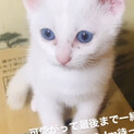 4月産まれ生後2ヶ月の白猫♀メス