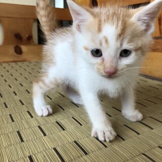 かわいい子猫　人慣れ抜群！！　茶白オス 
