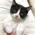 キリリと男前のハチワレ　男の子です
