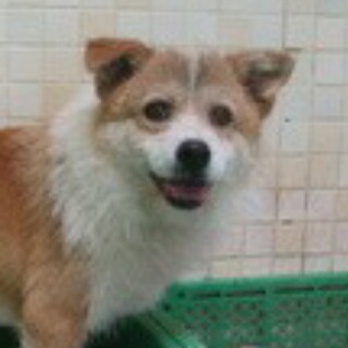 ジャックラッセルテリアMix里親募集