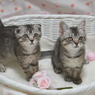 新たなご家族ができ、他の子もご縁を頂きました♪