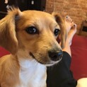 チワックス　メス　3歳