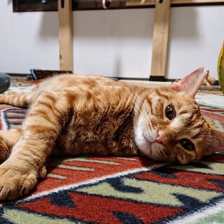 超甘えん坊の茶トラくん