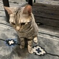好奇心旺盛なスコティッシュの雌猫です