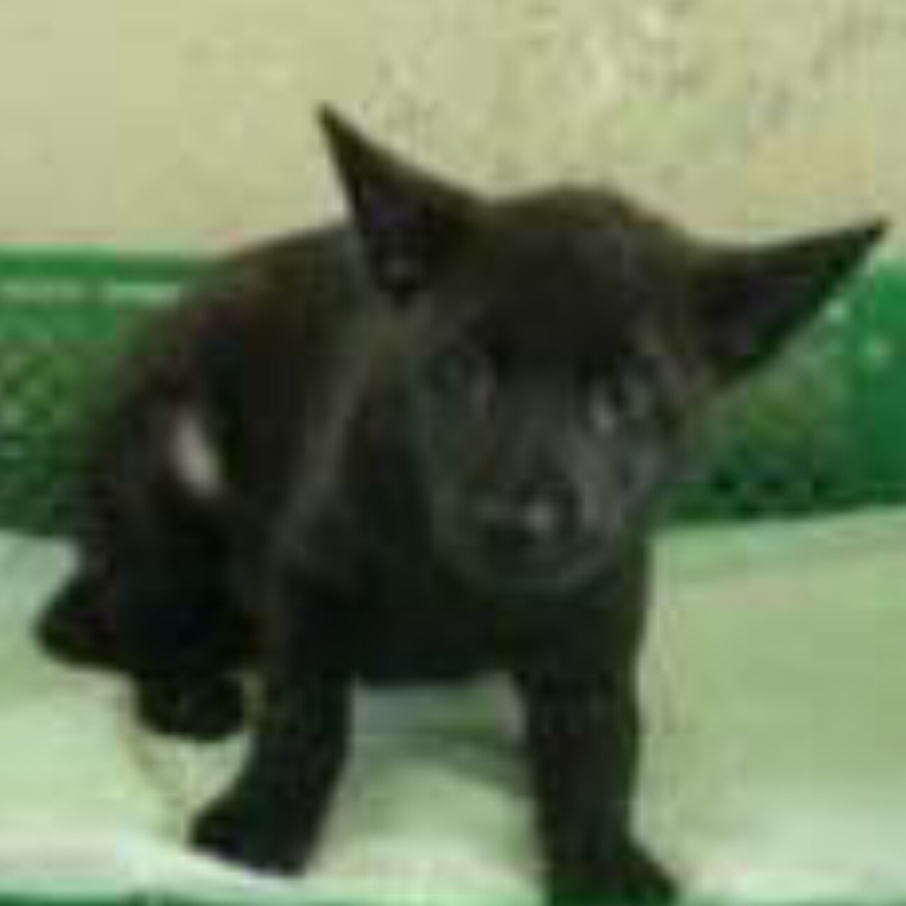 甲斐犬mixの子犬里親募集 愛知県 犬の里親募集 ペットのおうち 月間利用者150万人