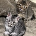 元気な子猫の里親募集